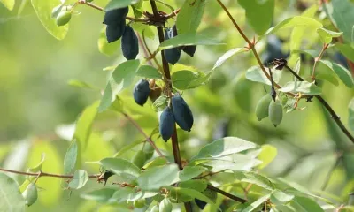 Переменная облачность, до 30 градусов тепла: погода 29 июня в Благовещенске