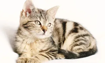 На пост мэра Владивостока депутат предложил кота