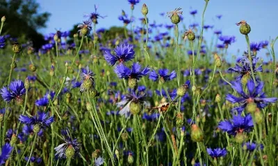 Облачно с прояснениями, до 29 градусов: погода 7 июля в Благовещенске