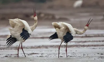 Мини-сериал о журавлях сняли в Амурской области