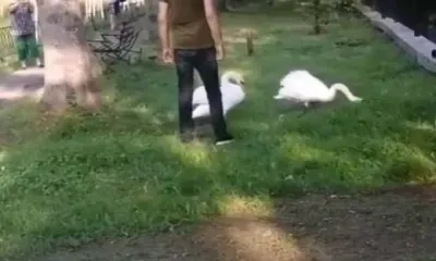 Агрессию у лебедей в Ивановке вызвал нетрезвый мужчина