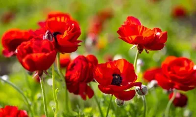 День Мокия и Марка по народному календарю отмечают 16 июля