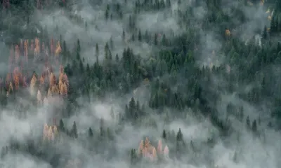 Пожары в Якутии могут грозить ускорением климатических изменений, считают ученые