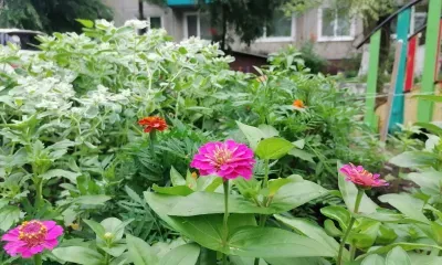 Без осадков, ветрено: погода 24 июля в Благовещенске