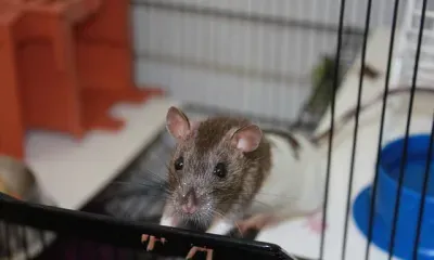 Продажу животных в зоомагазинах могут запретить в России