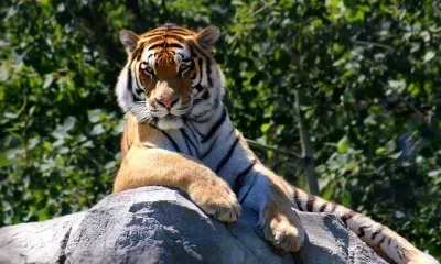 Международный день тигра отмечают 29 июля в 13 странах