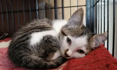 Амурские зоозащитники предупреждают о подозрительном приюте, ведущем сбор средств