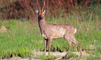 Охота на косулю в Амурской области снова разрешена 