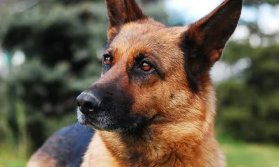 Служебная собака в Белогорске помогла полицейским найти наркотики