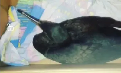 Истощенного баклана спасли на набережной Благовещенска