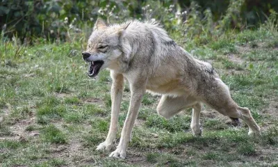 Волк атаковал ночью амурское село