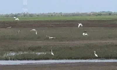 Цапли поселились на разливах воды рядом с Благовещенском
