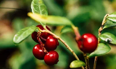 Луп Брусничник по народному календарю 5 сентября 