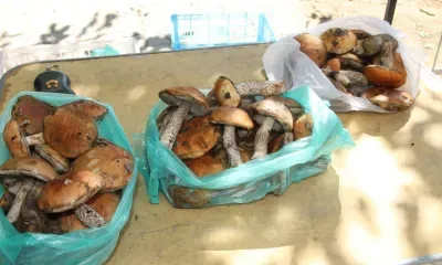 Тит Листопадник по народному календарю 7 сентября 