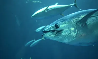 Второй в мире по величине вид тунца впервые заплыл в воды Приморья