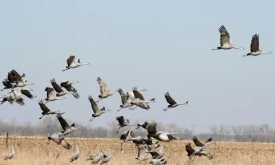 Всемирный день журавля отмечают 12 сентября
