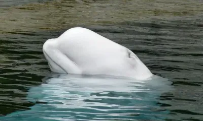 В Приморском океанариуме впервые в России родился детеныш белухи