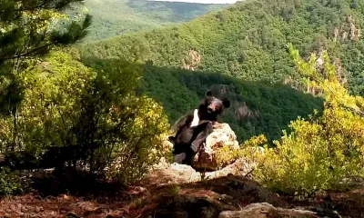 Медведь-гимнаст попал на видео в Приморье