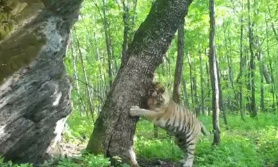 Любимое дерево появилось у хищников и травоядных в Еврейской автономии