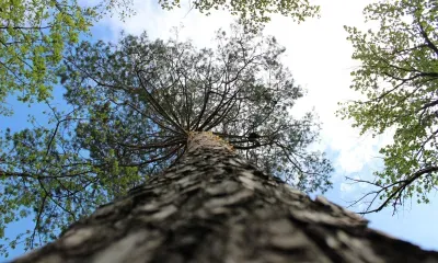 Аномально теплая зима ожидается в России