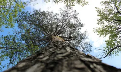 Необработанную древесину ценных пород перестанут вывозить из России