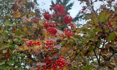 В Амурской области 5 октября антициклон обеспечит погоду без осадков