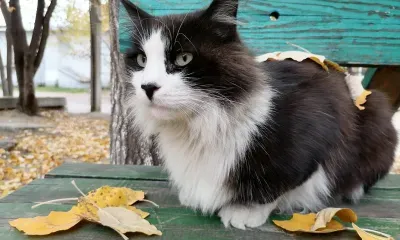 Солнечно и без осадков: погода в Приамурье 11 октября 