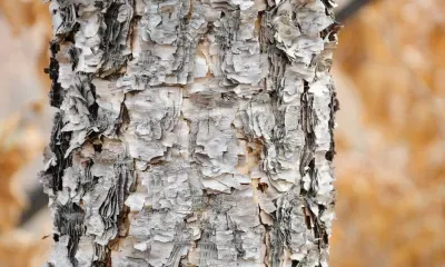 Препарат из березы и ягеля для профилактики коронавируса сертифицировал Роспотребнадзор