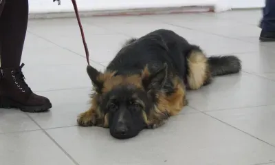 Служебные собаки амурской полиции получат новое "жилье" 