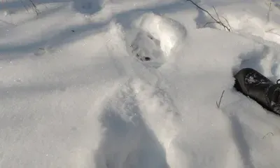 Тигр Шустрый обосновался в Хинганском заповеднике