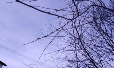 Верба расцвела в Зее перед зимой