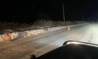 Тигрята выбежали на дорогу в Приморском крае