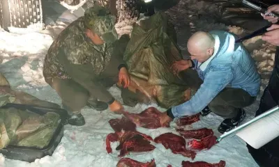 Браконьеров с тушами косуль и изюбря задержали в Приамурье на выезде с полей