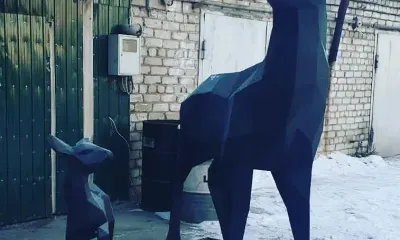 Семья оленей поселилась на территории детской поликлиники Тынды