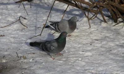 Погода в Амурской области 18 декабря малооблачная без существенных осадков