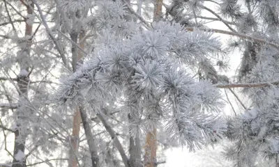 Погоду в новогоднюю ночь спрогнозировали россиянам синоптики