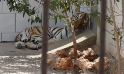 Год Тигра полон сюрпризов: звездный прогноз для амурчан 