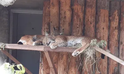 Рысь гуляет по улицам Благовещенска 