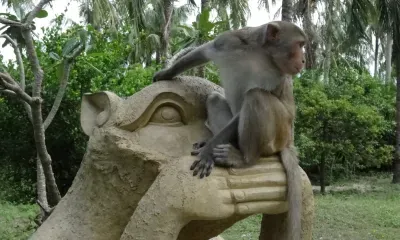 Животные могут массово погибнуть на Земле