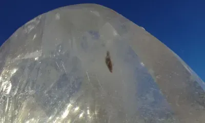 Рыба во льду на площади Благовещенска стала популярной в интернете