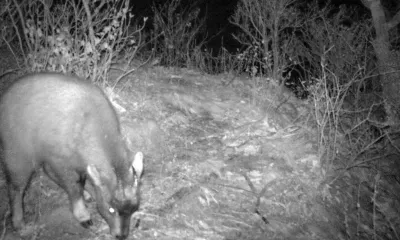 Впервые за 100 лет в Приморье зафиксировали детеныша амурского горала
