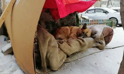 Деньги на отлов бродячих собак направляют муниципалитеты Амурской области