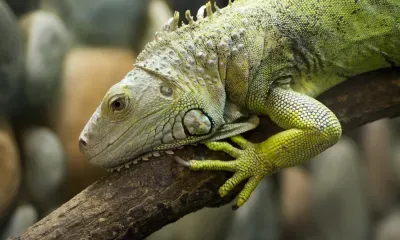 Метеорологи предупредили о "дожде" из игуан в американском штате