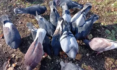 Жителя Китая арестовали на 5 суток за попытку покормить голубей в закрытом на карантин жилом районе