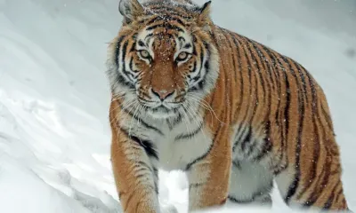 Шкуру и дериваты амурского тигра пытались продать за 250 тысяч рублей двое приморцев