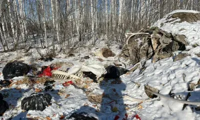 Свалку с костями и шкурами животных создали в Свободненском районе