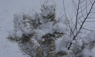 Небольшой снег ожидается в Амурской области 13 февраля