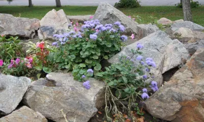 На украшение цветами улиц Тынды потратят свыше полумиллиона рублей