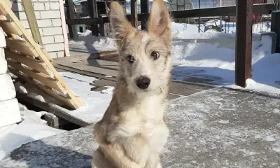 Волонтеры рассказали о судьбе собаки из Прогресса после жестоких мучений