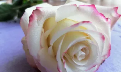 Праздник весны и внимания к женщине отмечается 8 марта